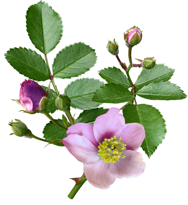 Transparent Dogrose Flower Rose Hip Rosa Canina for Valentines Day