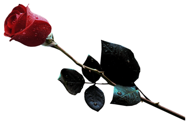 Transparent Rose Flower Garden Roses Rose Family for Valentines Day
