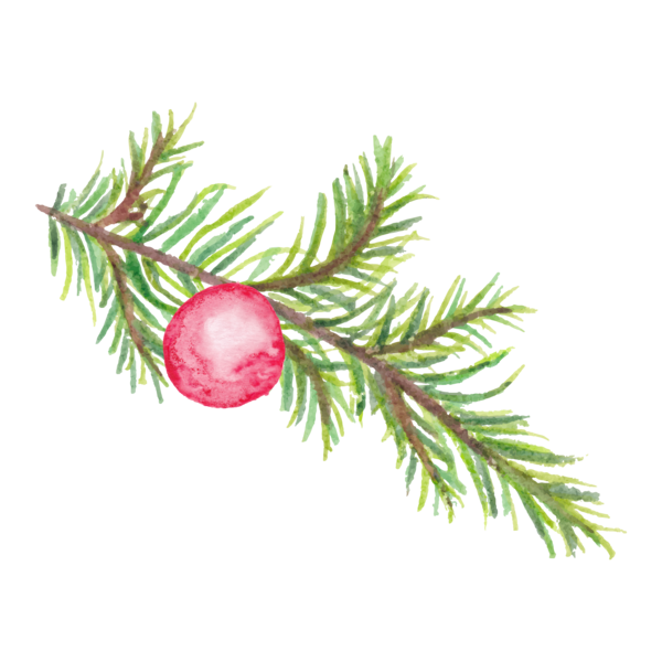 Transparent Flower Wreath Drawing Fir Pine Family for Christmas