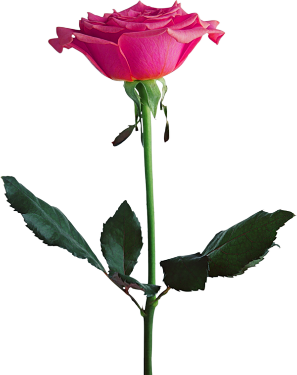 Transparent Black Rose Flower Seed Pink Plant for Valentines Day
