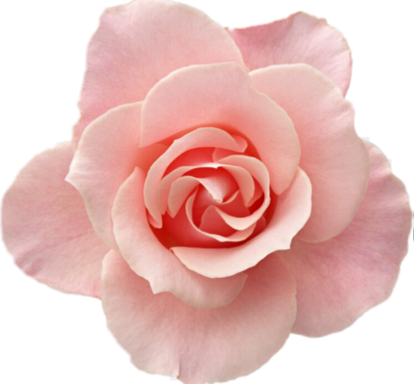 Transparent Pink Flowers Garden Roses Flower Rose for Valentines Day