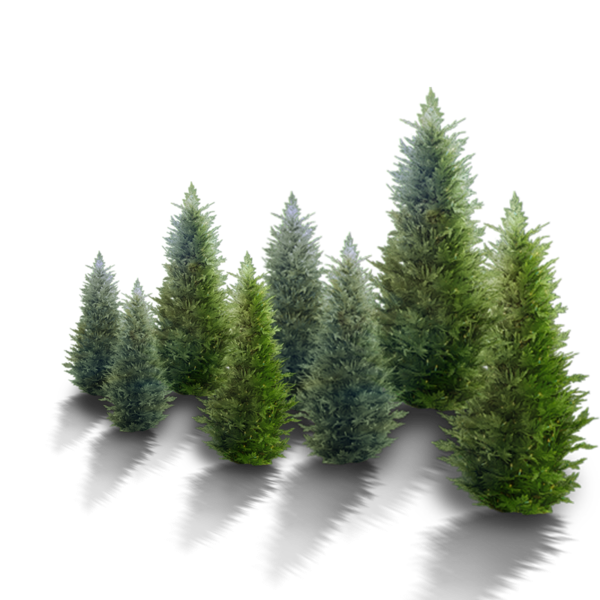 Transparent Fir Christmas Tree Pine Evergreen Pine Family for Christmas