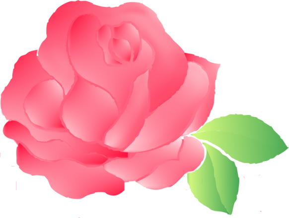 Transparent Garden Roses Cabbage Rose China Rose Petal Pink for Valentines Day
