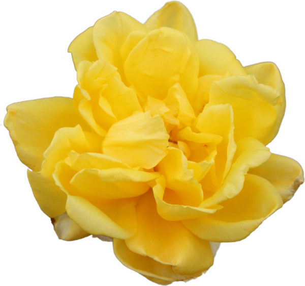 Transparent Beach Rose Flower Yellow Petal for Valentines Day