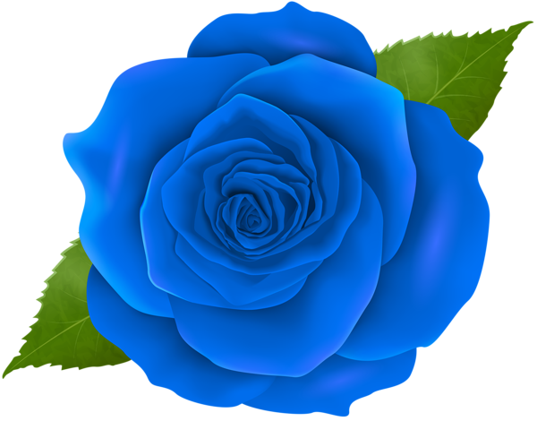Transparent Garden Roses Blue Rose Centifolia Roses Blue for Valentines Day