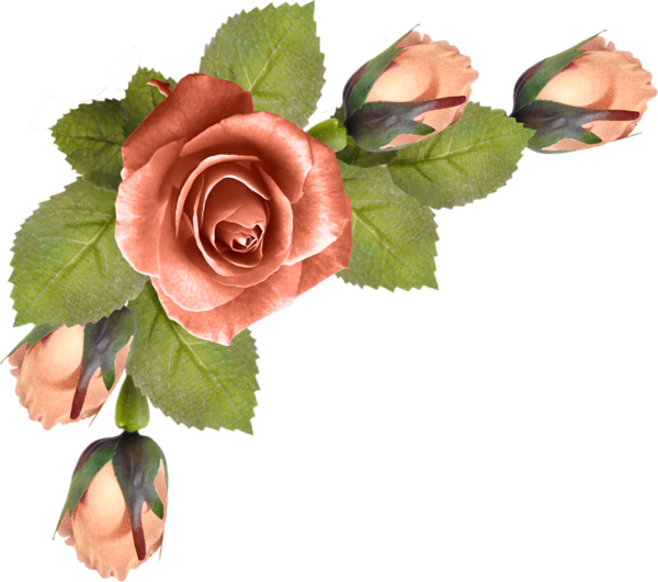 Transparent Garden Roses Flower Cabbage Rose Rose Family for Valentines Day
