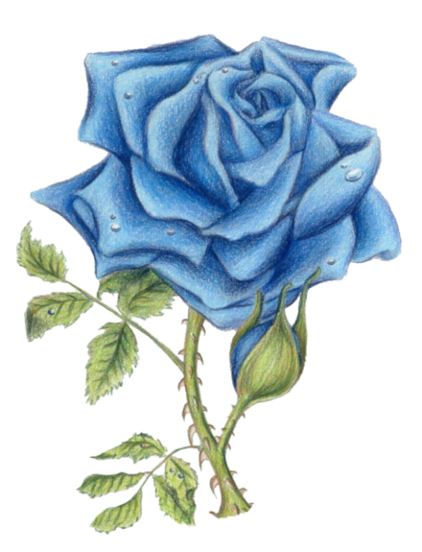Transparent Blue Rose Sureños Garden Roses Flower Rose for Valentines Day