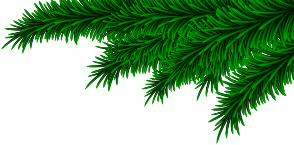 Transparent Pine Fir Spruce Pine Family for Christmas