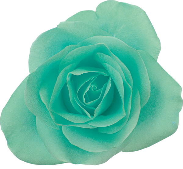 Transparent Garden Roses Centifolia Roses Blue Turquoise for Valentines Day