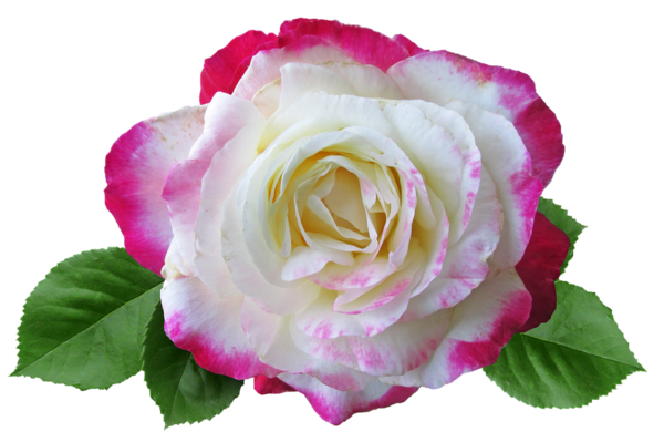 Transparent Garden Roses Cabbage Rose China Rose Rose Flower for Valentines Day