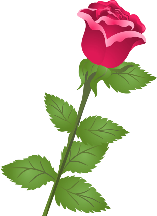 Transparent Garden Roses Cabbage Rose Flower Plant for Valentines Day
