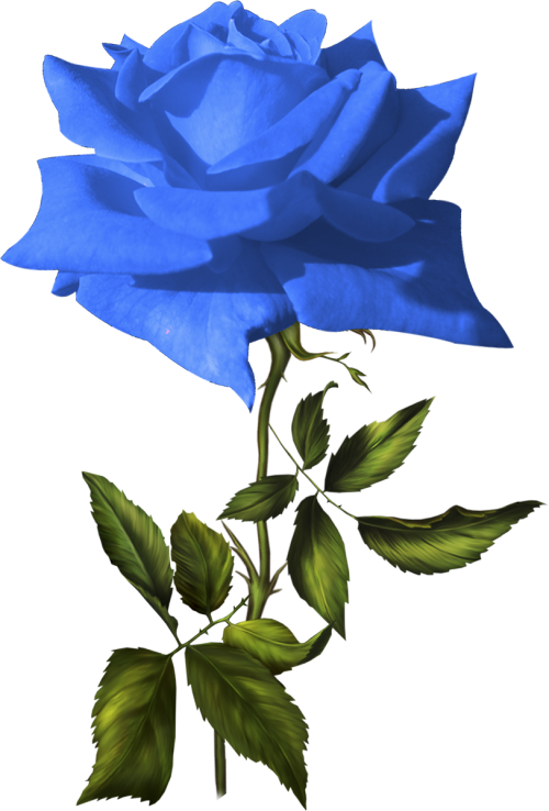 Transparent Blue Rose Garden Roses Flower Blue for Valentines Day