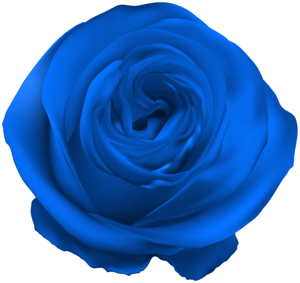 Transparent Centifolia Roses Blue Rose Flower Blue for Valentines Day