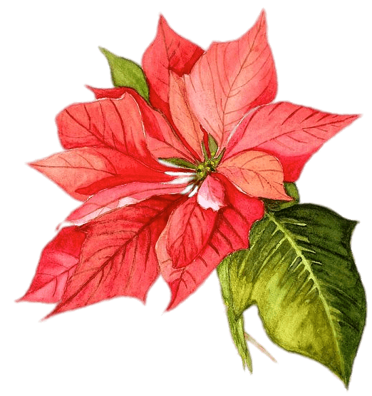Transparent Poinsettia Christmas Watercolor Painting Flower Plant for Christmas