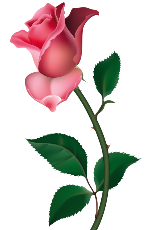 Transparent Rose Borders And Frames Floral Illustrations Flower Pink for Valentines Day