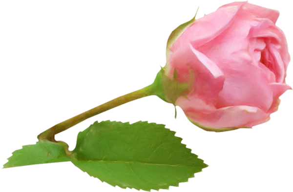 Transparent Garden Roses Cabbage Rose Petal Flower Pink for Valentines Day