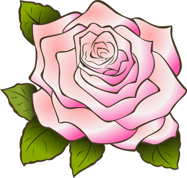 Transparent Rose Pink Pink Flowers Garden Roses for Valentines Day