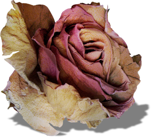 Transparent Garden Roses Cabbage Rose Beach Rose Flower Rose Family for Valentines Day