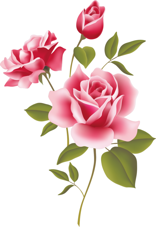 Transparent Rose Black Rose Pink Plant for Valentines Day