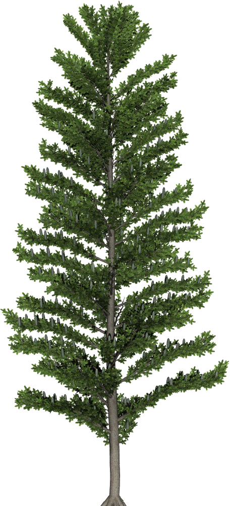 Transparent Spruce Fir Christmas Tree Tree for Christmas