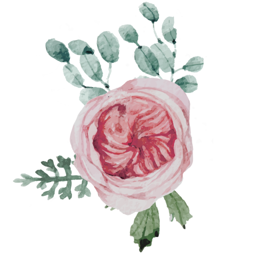 Transparent Garden Roses Cabbage Rose Flower Rose Family for Valentines Day