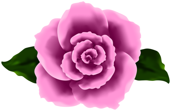 Transparent Cabbage Rose Garden Roses Blue Rose Pink Flower for Valentines Day