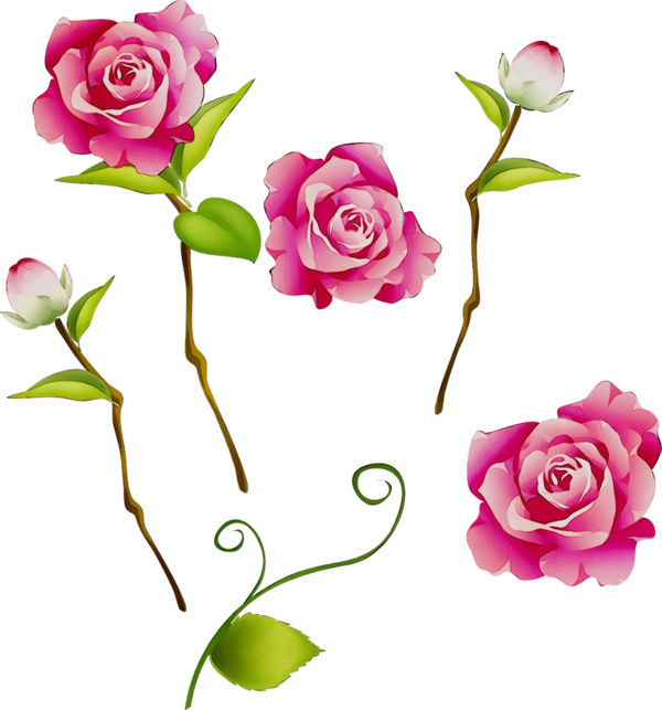 Transparent Garden Roses Drawing Flower Pink for Valentines Day