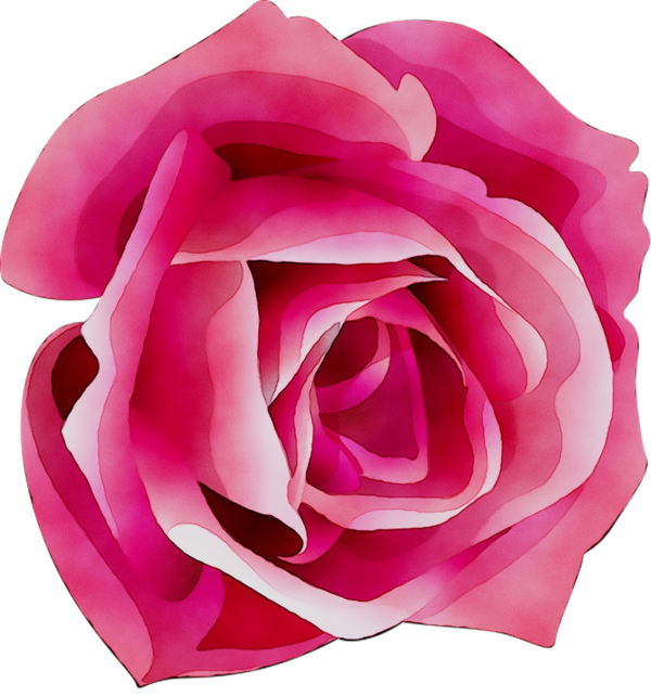Transparent Garden Roses Cabbage Rose Floribunda Petal for Valentines Day