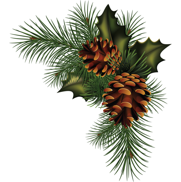 Transparent Conifer Cone Pine Fir Pine Family for Christmas