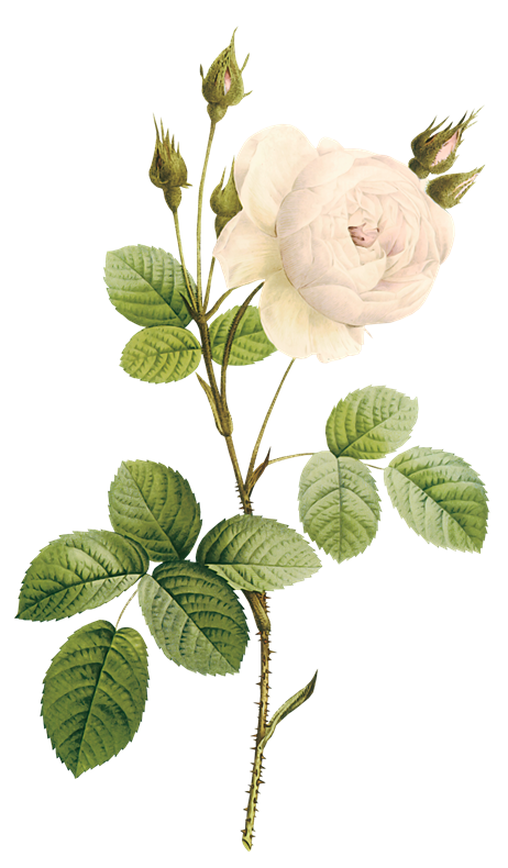 Transparent Moss Rose Rose Family Flower for Valentines Day