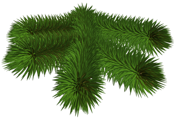 Transparent Fir Pine Spruce Evergreen Pine Family for Christmas