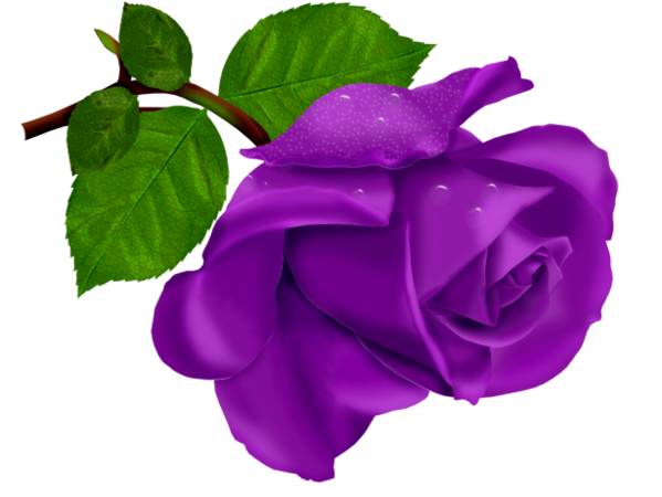 Transparent Beach Rose Flower Purple Rose for Valentines Day