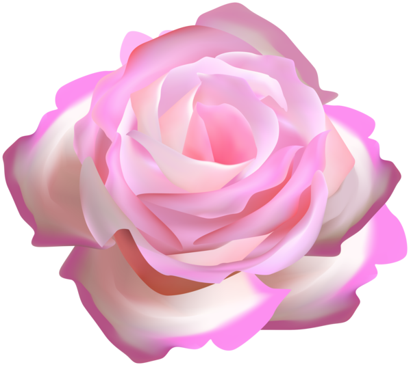 Transparent Garden Roses Pink Cabbage Rose Flower Rose for Valentines Day
