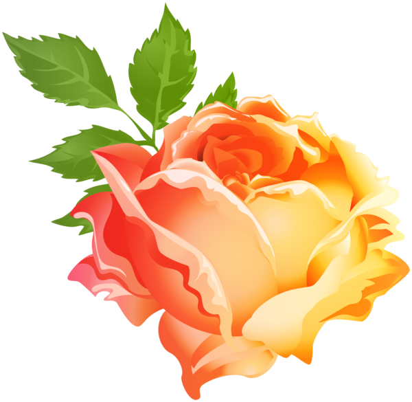 Transparent Garden Roses Orange Blue Rose Flower for Valentines Day