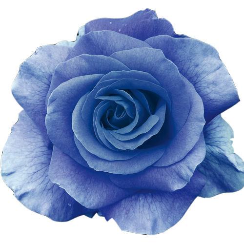 Transparent Flower Blue Rose Rose Blue Plant for Valentines Day