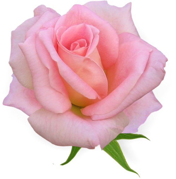 Transparent Flower Garden Roses Pink Flowers Rose for Valentines Day