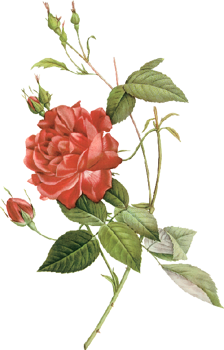 Transparent Les Roses China Rose Drawing Flower Rose Family for Valentines Day