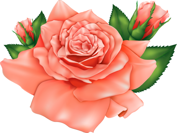 Transparent Rose Flower Black Rose Garden Roses for Valentines Day
