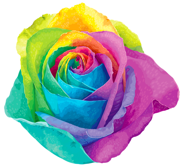 Transparent Rainbow Rose Rose Flower Plant for Valentines Day
