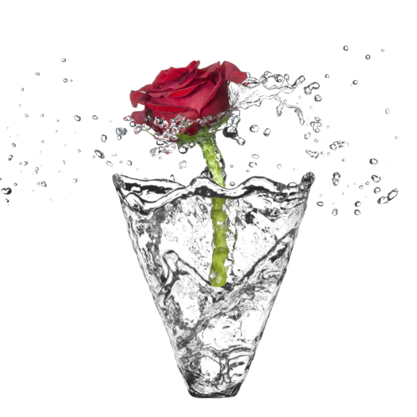 Transparent Garden Roses Rose Water Water Heart Flower for Valentines Day