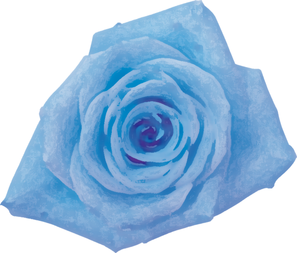 Transparent Blue Rose Garden Roses Cabbage Rose Flower Rose for Valentines Day
