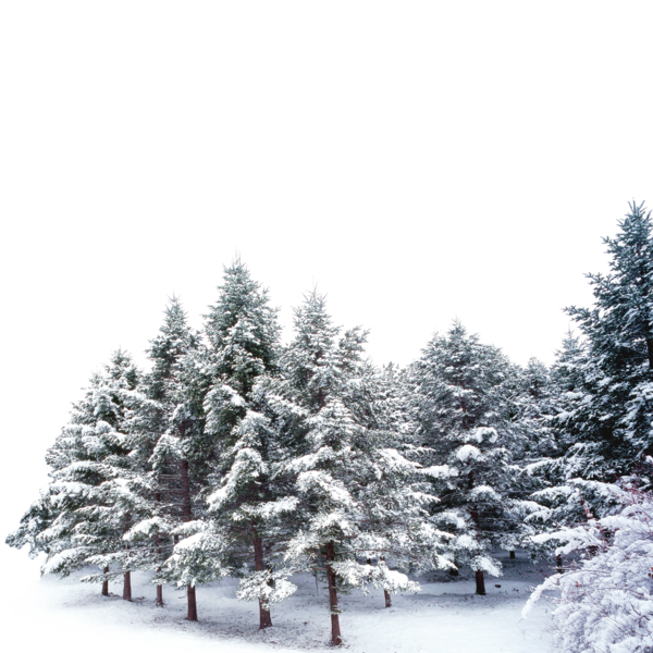 Transparent Snow Tree Snowflake Fir Pine Family for Christmas