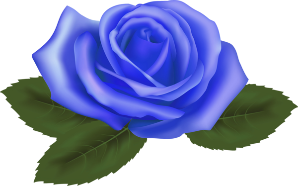 Transparent Blue Rose Garden Roses Cabbage Rose Rose Flower for Valentines Day