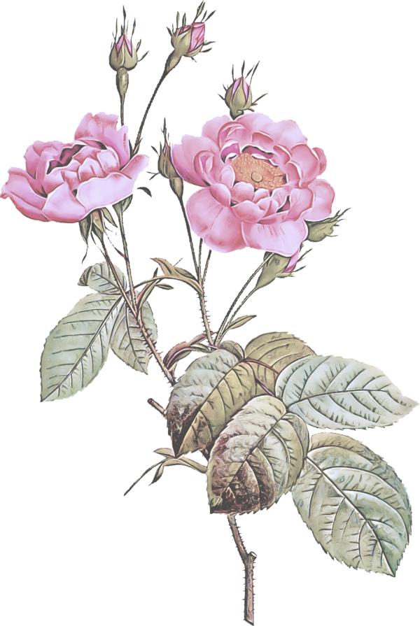 Transparent Flower Flowering Plant Prickly Rose for Valentines Day