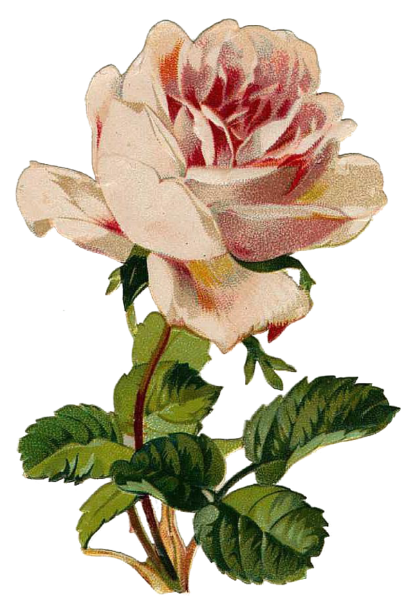 Transparent Paper Craft Crossstitch Flower Rose Family for Valentines Day