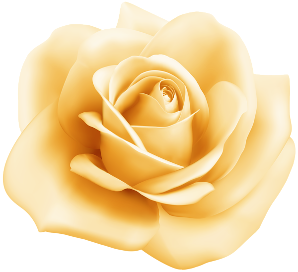 Transparent Garden Roses Floribunda Cabbage Rose Flower Rose for Valentines Day
