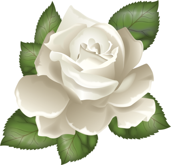 Transparent Rose Drawing Flower White for Valentines Day