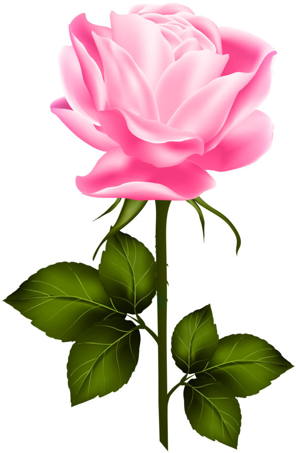 Transparent Rose Garden Roses Blue Rose Flower Petal for Valentines Day