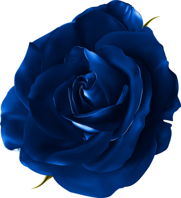 Transparent Garden Roses Blue Rose Cabbage Rose Blue Rose for Valentines Day