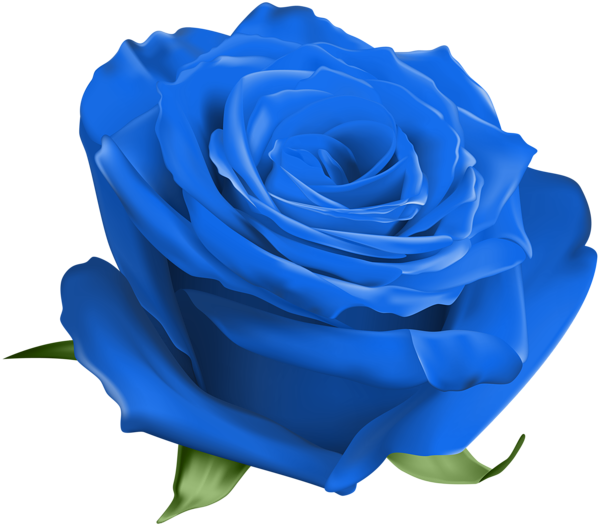 Transparent Blue Rose Garden Roses Centifolia Roses Blue for Valentines Day
